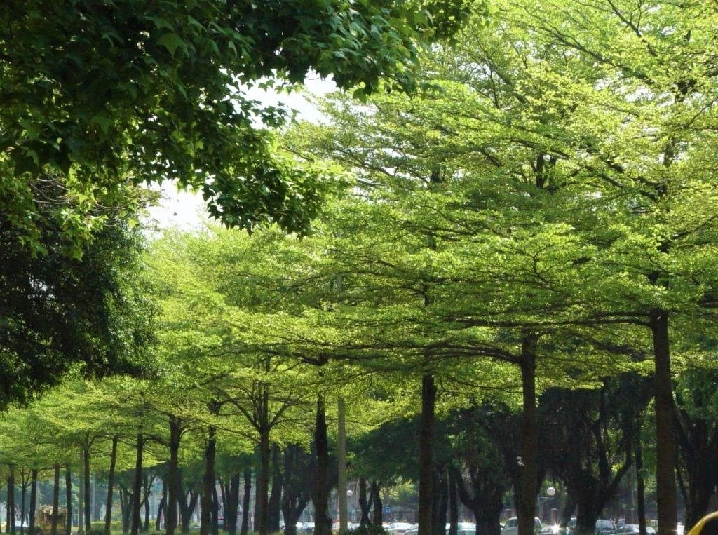 10 loại cây công trình lá xanh quanh năm trồng trong sân vườn biệt thự