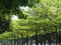 10+ loại cây công trình xanh quanh năm nên có trong sân nhà