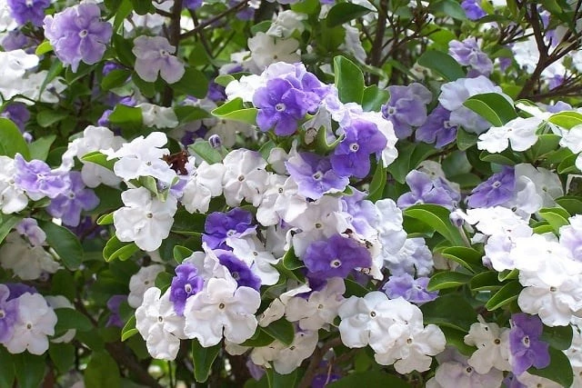 Mách bạn 10 loài hoa thơm ngất ngây nên trồng trong vườn
