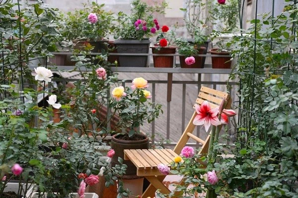 Những lưu ý khi trồng vườn hồng trên sân thượng