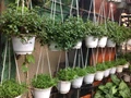 Hướng dẫn trồng vườn rau sạch trên sân thượng
