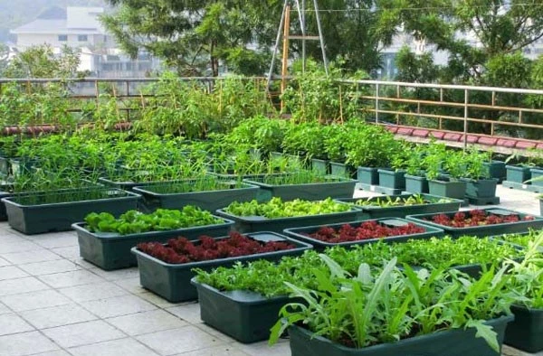 Sân vườn của bạn còn thiếu những loại rau gì?