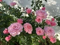 Cách chăm sóc những chậu hoa hồng tại nhà