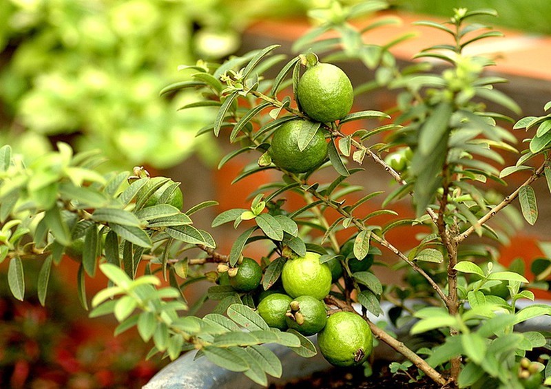 Hướng dẫn cách chăm sóc cây ăn quả mùa mưa bão