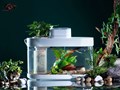 Chỉ với 5 bước đơn giản để làm hồ cá mini đẹp độc đáo tại nhà