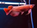 Khám phá đặc điểm, cách lặp đặt và lựa chọn loại đèn UV bể cá tốt nhất