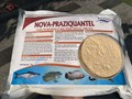 Hướng dẫn cách dùng thuốc praziquantel chữa bệnh sán mang cá ở cá Koi