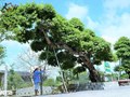 Cây sộp bonsai đẹp mê mẩn - Top 10 cây bonsai trang trí hồ cá đẹp