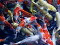 +200 Mẫu hồ cá Koi mini đẹp nhất được các ĐẠI GIA săn tìm năm 2024