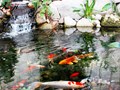 39+ Mẫu hồ cá Koi ngoài trời đẹp cho nhà vườn