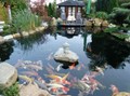Hồ cá koi sân vườn đẹp