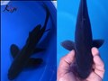 Giống cá cảnh màu đen nổi bật - Các dòng cá chép Koi đen Nhật Bản