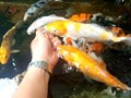 Bật mí mẹo dạy cá Koi giúp cá dạn người từ chuyên gia cá Koi Nhật Bản