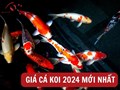 [Cập Nhật] Giá Cá Koi 2024 Mới Nhất: Cách Chăm Cá Koi Cực Chuẩn Từ Chuyên Gia