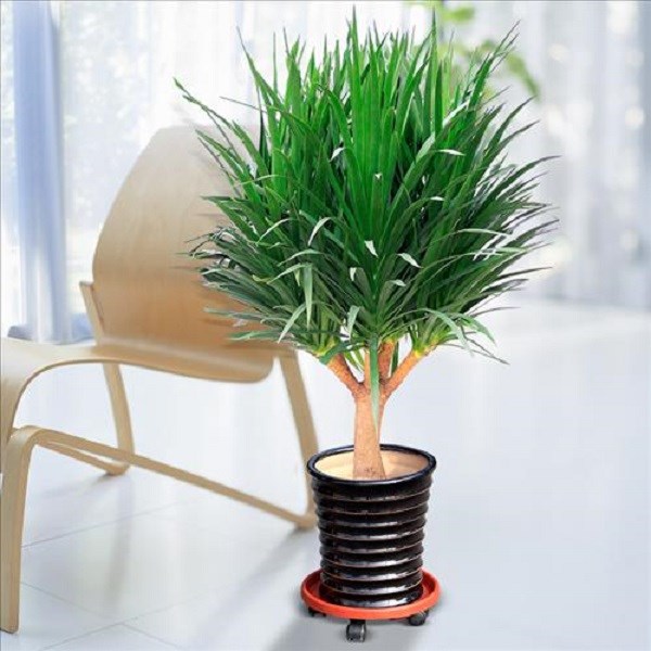 TOP những loại cây thân gỗ trồng trong nhà đẹp ngất ngây lại dễ chăm sóc