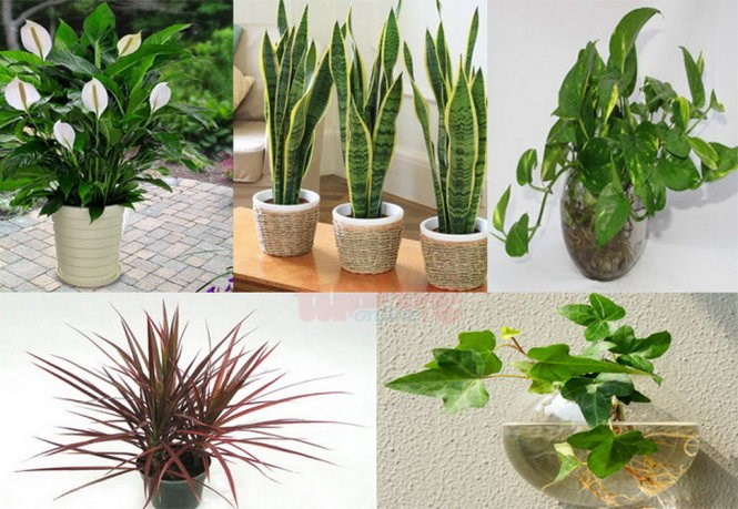 Khám Phá Sự May Mắn Từ 5+ Loại Cây Phong Thủy Trong Nhà