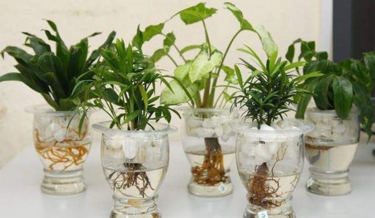 10+ Loại Cây Thủy Sinh Đẹp Nhất Để Trang Trí Nhà và Mẹo Chăm Sóc Hiệu Quả