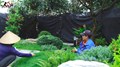 Tuyệt tác sân vườn xanh cực phẩm tại Thạch Thất