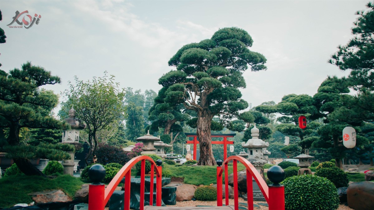 Vườn Tùng Nhật bạc tỷ bên ngoại thành Hà Nội
