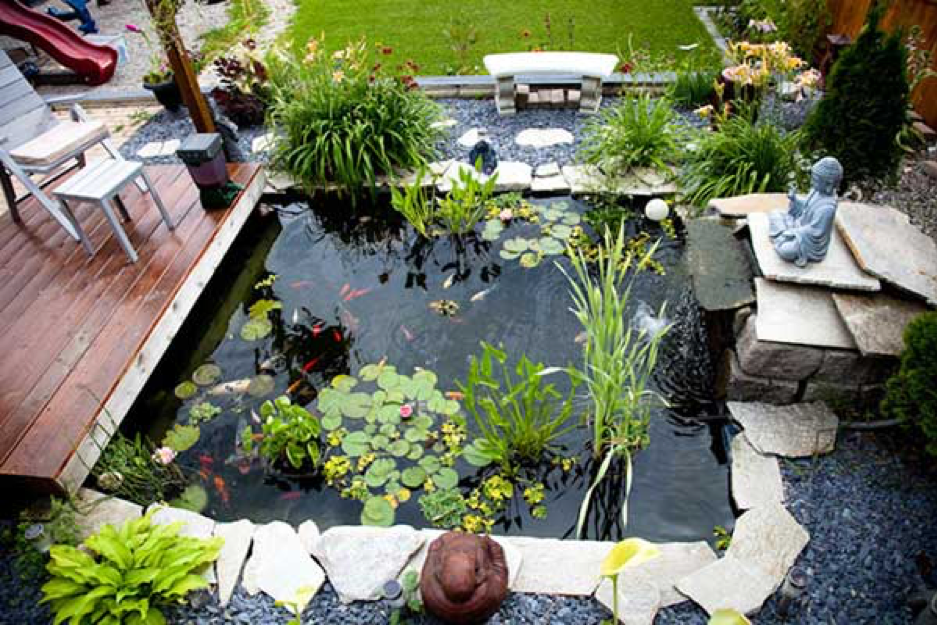 hồ cá koi mini