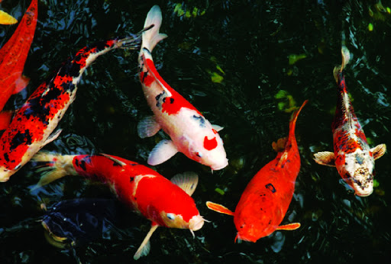 Giống cá koi đẹp