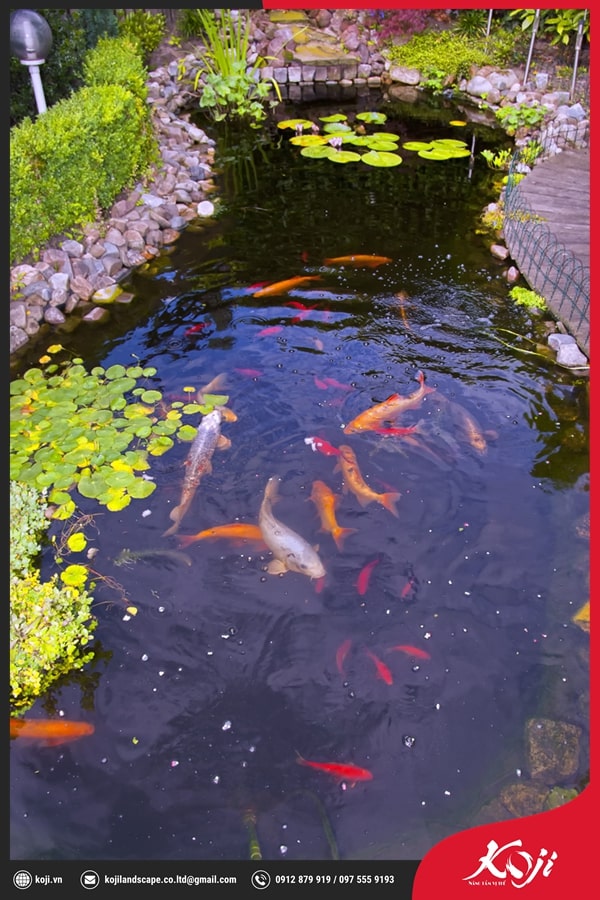 Hồ cá koi ngoài trời