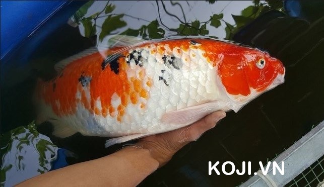 Cá koi có hiện tượng thối vảy