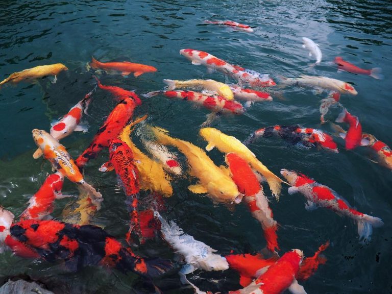 Hình ảnh đàn cá koi khỏe mạnh khi được chăm sóc tốt
