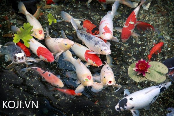 Nước trong hồ cá koi đạt chuẩn không bị đục bẩn