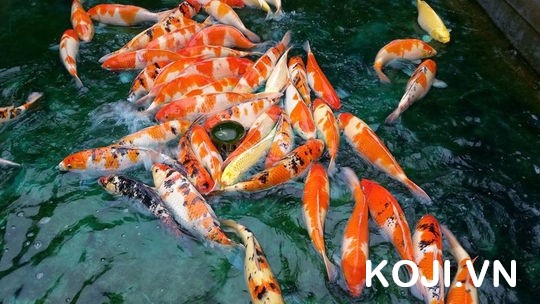 Cá koi khi bỏ vào nuôi trong hồ mới