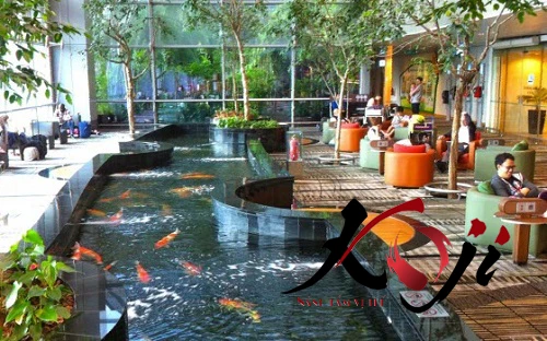 Vị trí đặt hồ cá Koi tại nhà hàng