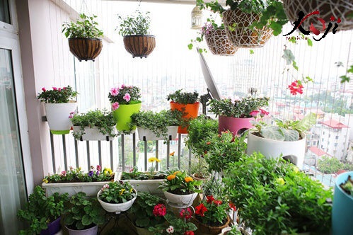 Hình ảnh tự làm sân vườn nhỏ đẹp ngay ban công nhà