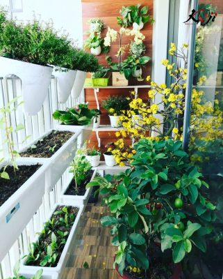 Cây các loại cây và hoa đơn giản tại nhà