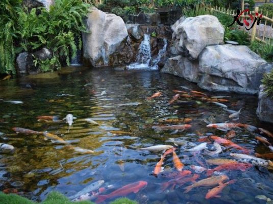Hồ cá koi ngoài sân vườn