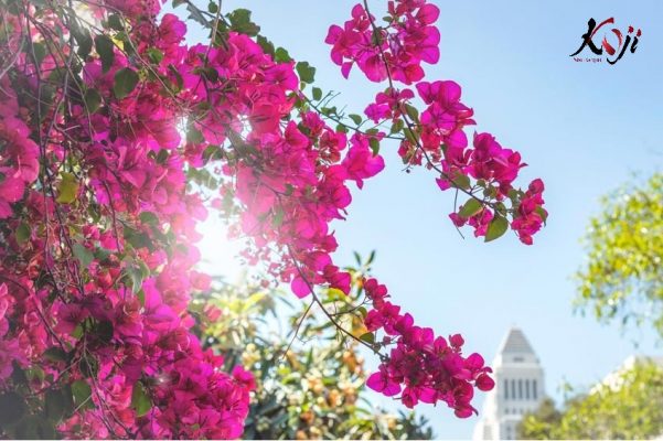 HÌnh ảnh hoa giấy khi nở rộ rực rỡ