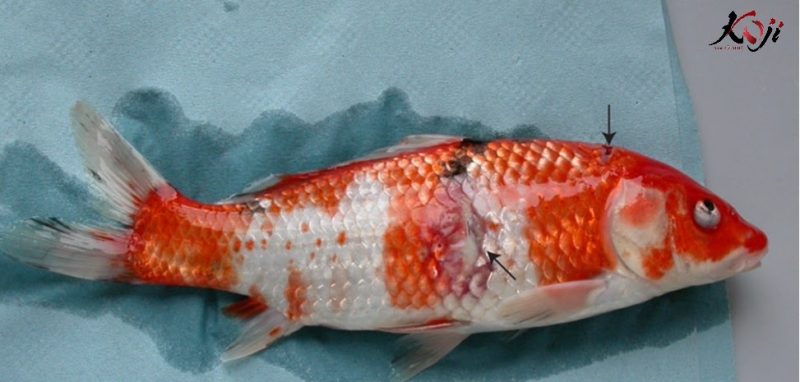 Cá koi bị tróc vảy chảy máu và nhiễm trùng