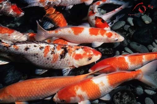 Nhiều giống cá koi khác nhau được nuôi trong bể