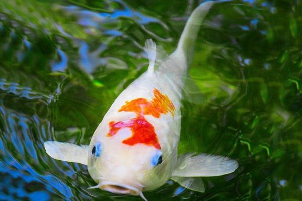 Bệnh nổ mắt ở cá koi cần được phát hiện sớm và điều trị