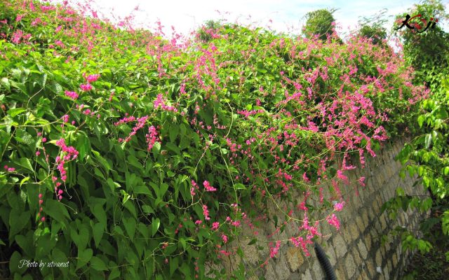 Trang trí cây leo dây tigon ở tường sân thượng nhà