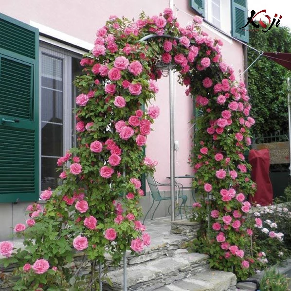 Hoa hồng leo trang trí cổng nhà