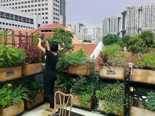 Bạn có thể trồng các loại rau mà gia đình yêu thích