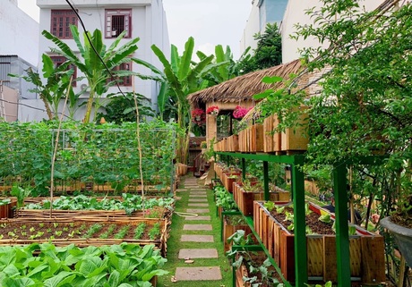 Vườn sau tươi xanh trong sân vườn nhà đã có thể thu hoạch