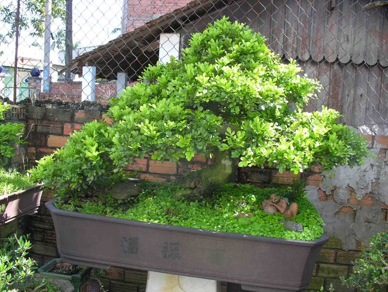 Cây ngâu trang trí cảnh quan sân vườn