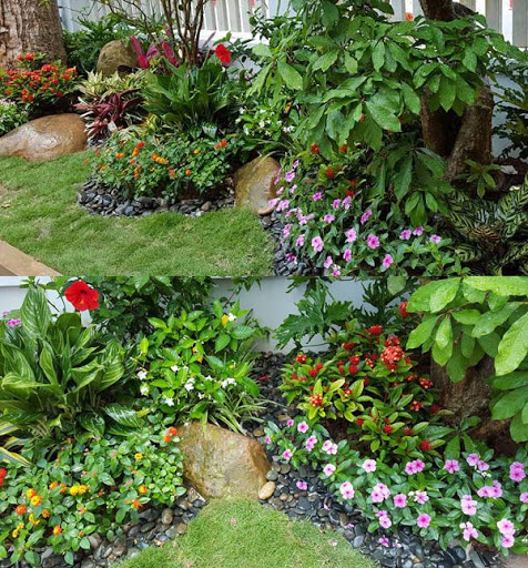 Những loài cây cảnh có thể trang tri sân vườn nhà