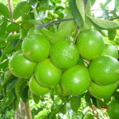 chanh tứ quý không hạt