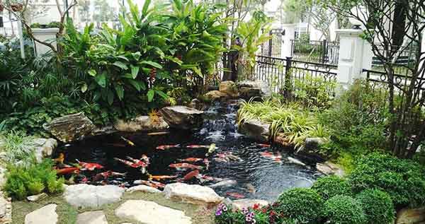 Hồ cá Koi là lựa chọn không thể tuyệt vời hơn