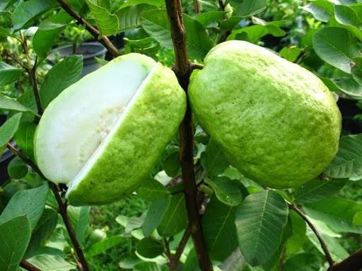 ổi lê đài loan