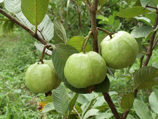 ổi nữ hoàng