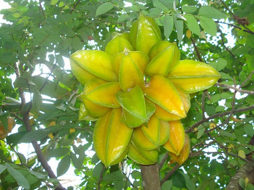 cây khế