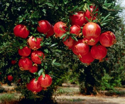 cây lựu trồng sân vườn nhà phố